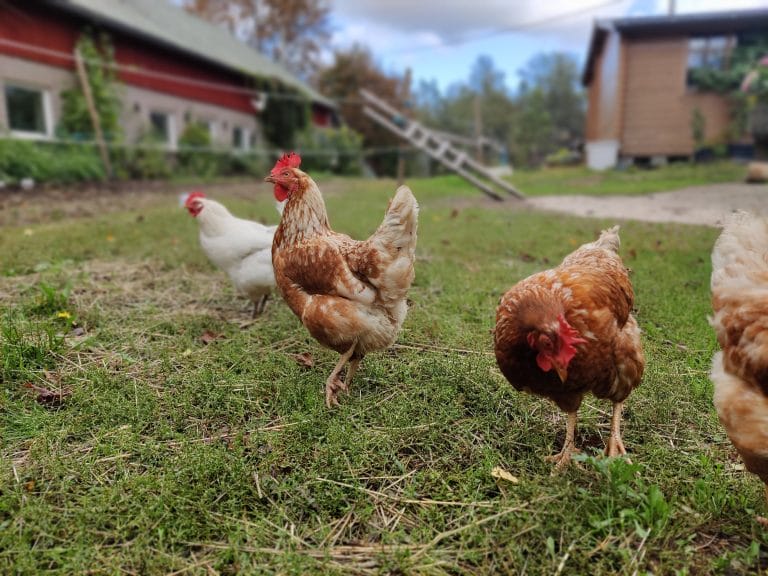 Kanat kävelevät nurmikolla.