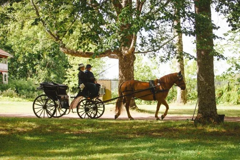 Hevosvankkurit kyydessään kaksi henkilöä vihreässä puistossa.