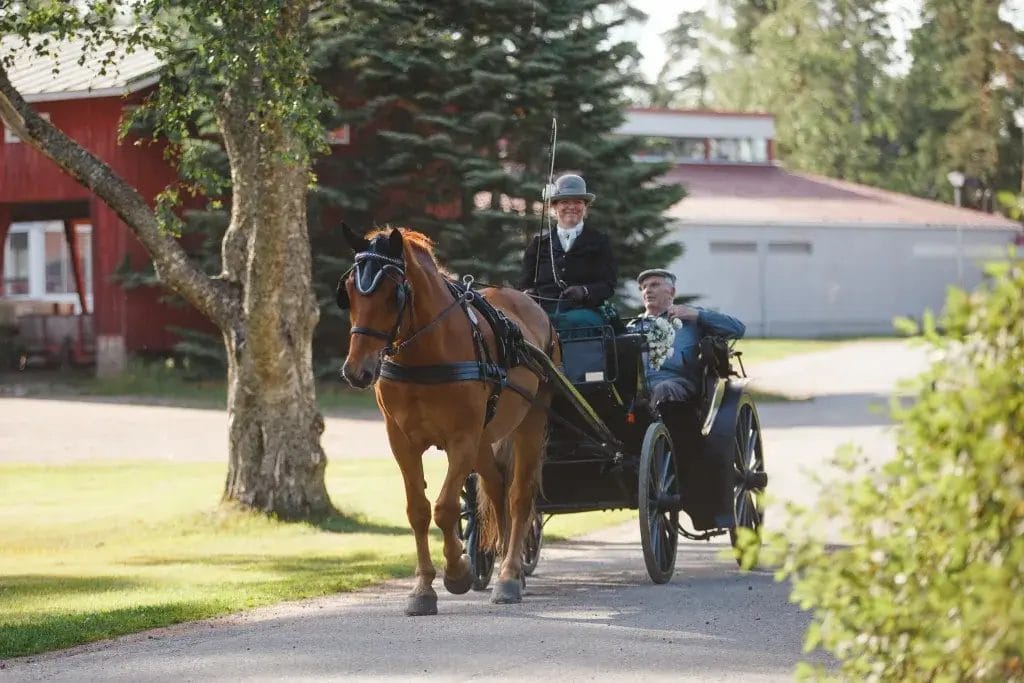 Hevonen ja kärryt kyydissään yksi henkilö.