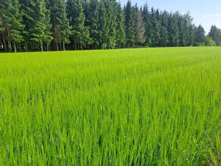 Ohrapelto, jonka takana on metsä.