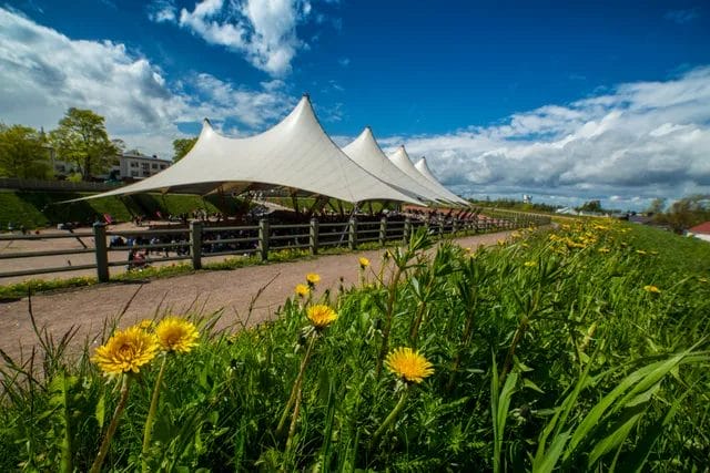 Hamina Bastionin valkoinen telttakatos kuvattuna, että etualalla näkyy keltaisia voikukkia ja vihreää nurmikkoa.