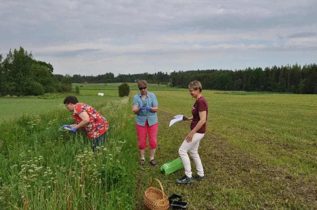 Kolme naista keräämässä yrttejä.