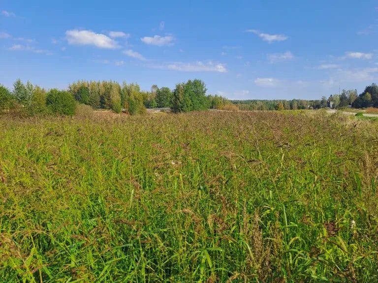 Vihreää kasvustoa ja rikkakananhirssin tähkiä aurinkoisella pellolla.