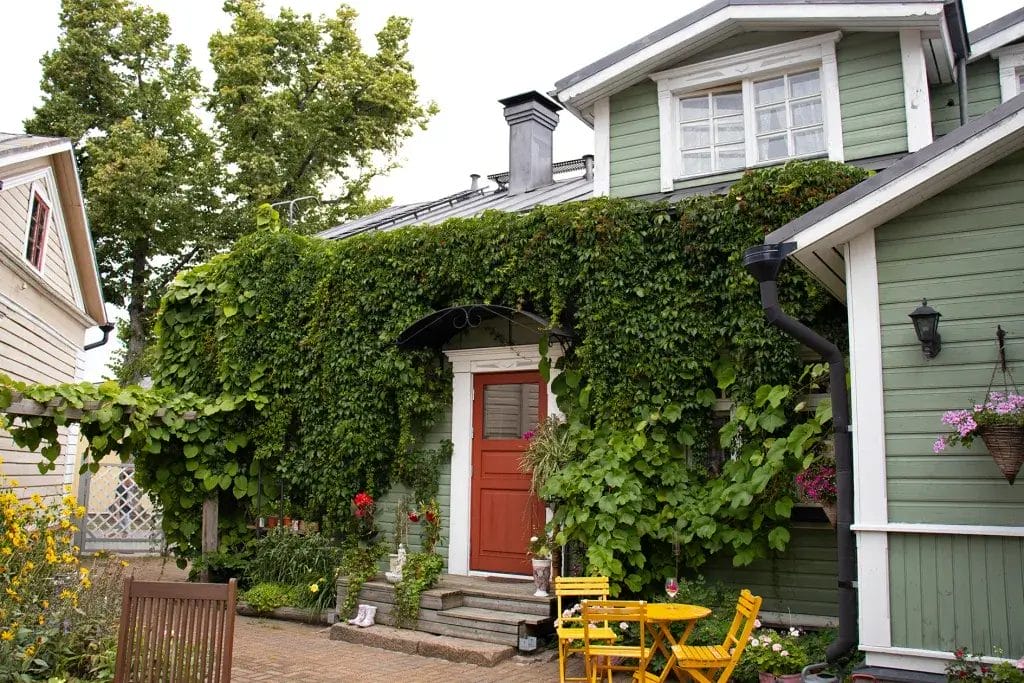 Vihreä puutalo, köynnöskasvin peitossa.